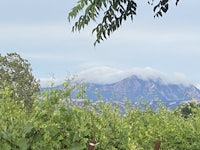 a view of a vineyard with a mountain in the background